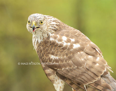 Coopers Hawk